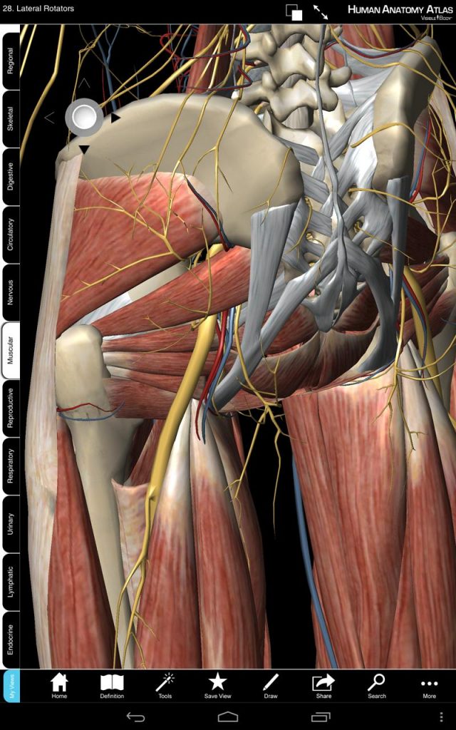 human anatomy atlas скачать
